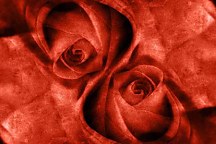 Ruže Fototapety 4400 - latexová